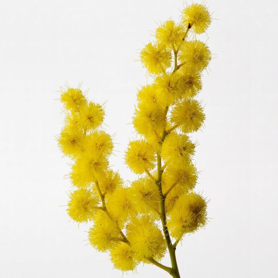 Sous Un Mimosa De Provence Eau de Toilette Intense