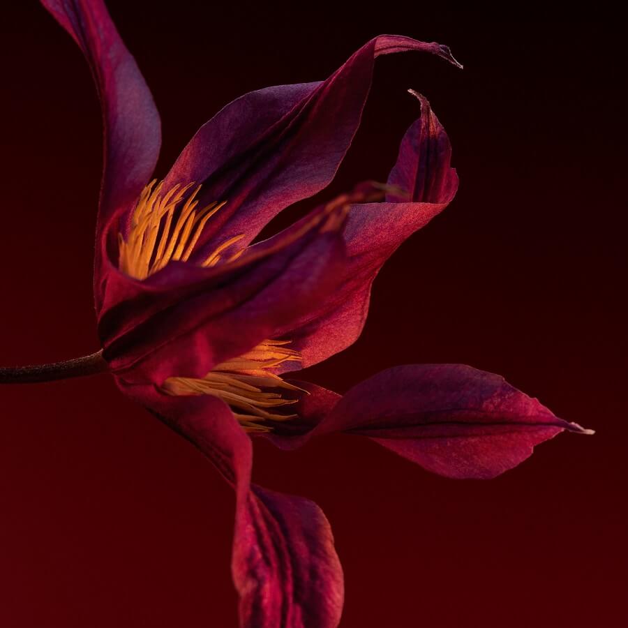 The Scent Elixir Parfum Intense Her