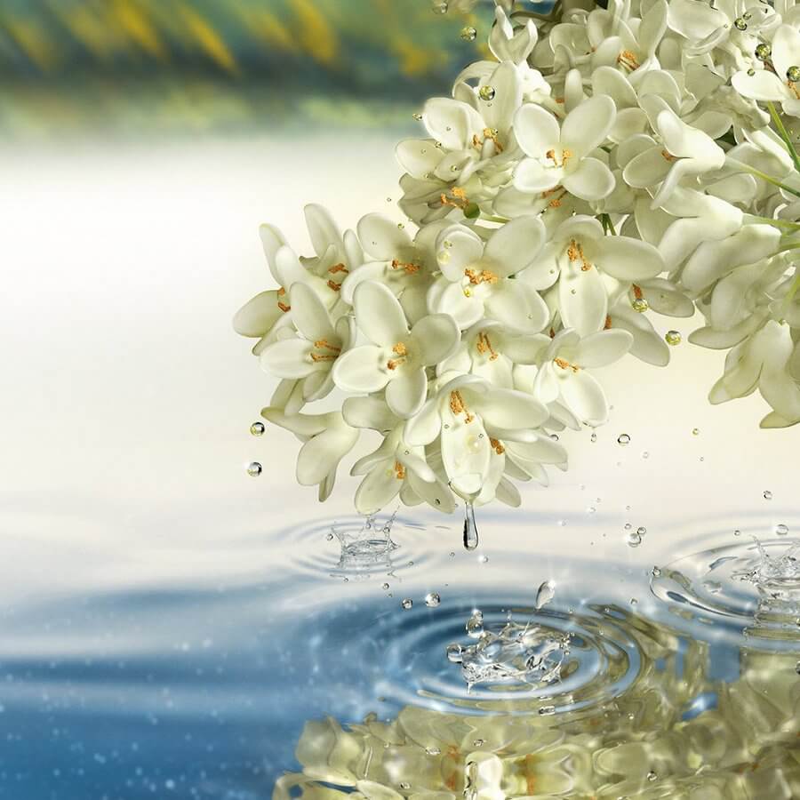 Paradise Moon Eau de Parfum