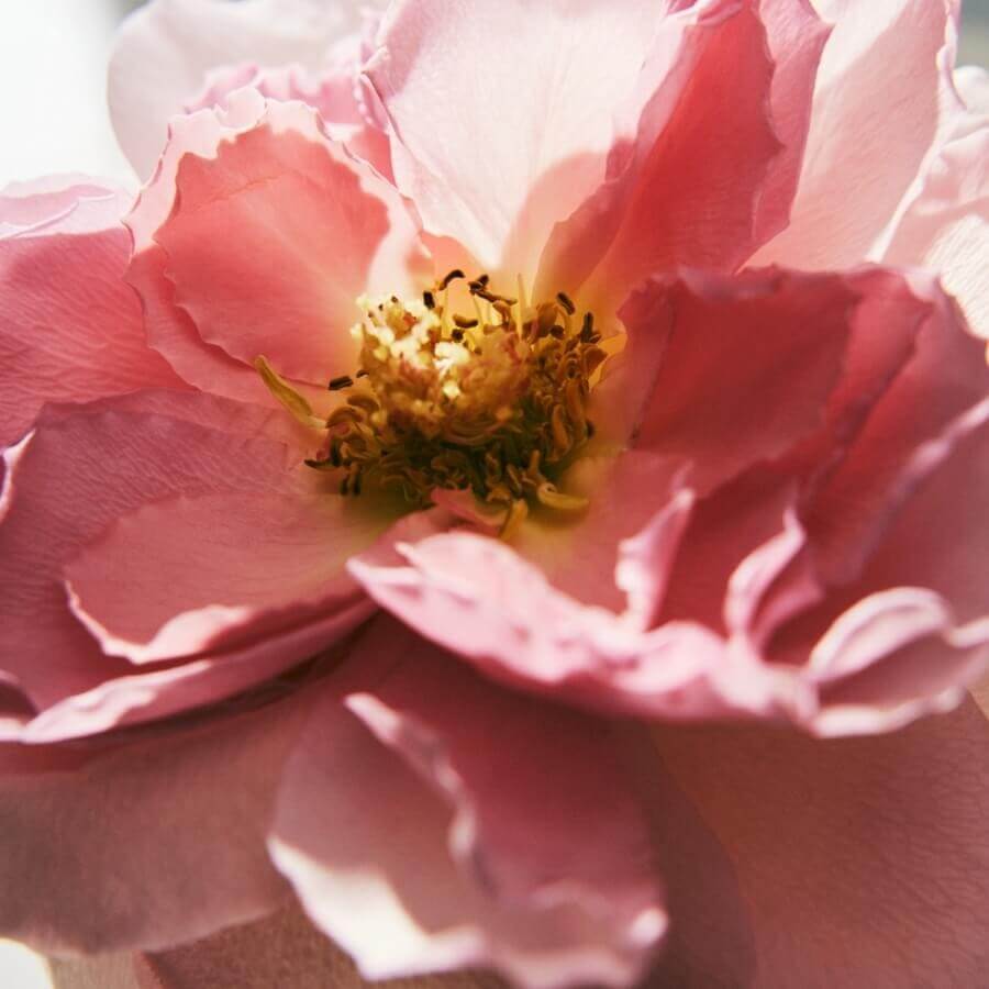 Rose Naturelle Intense Eau de Parfum