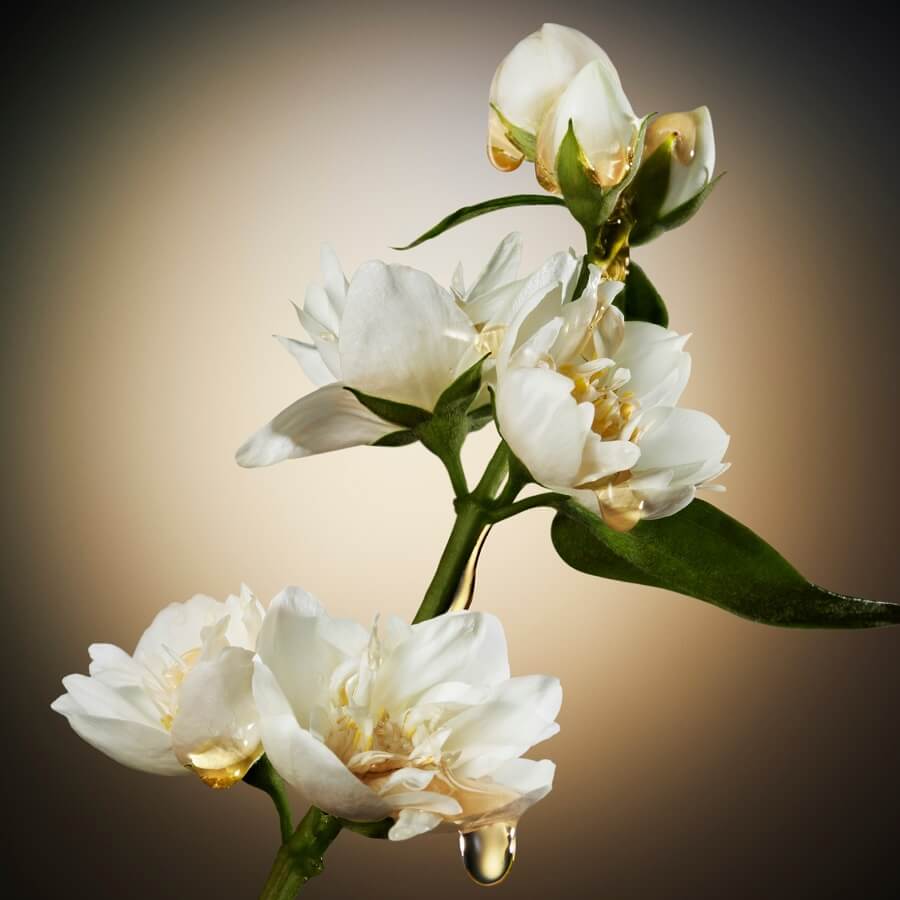 The Scent Her Eau de Parfum