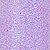 Mermaid Lilac