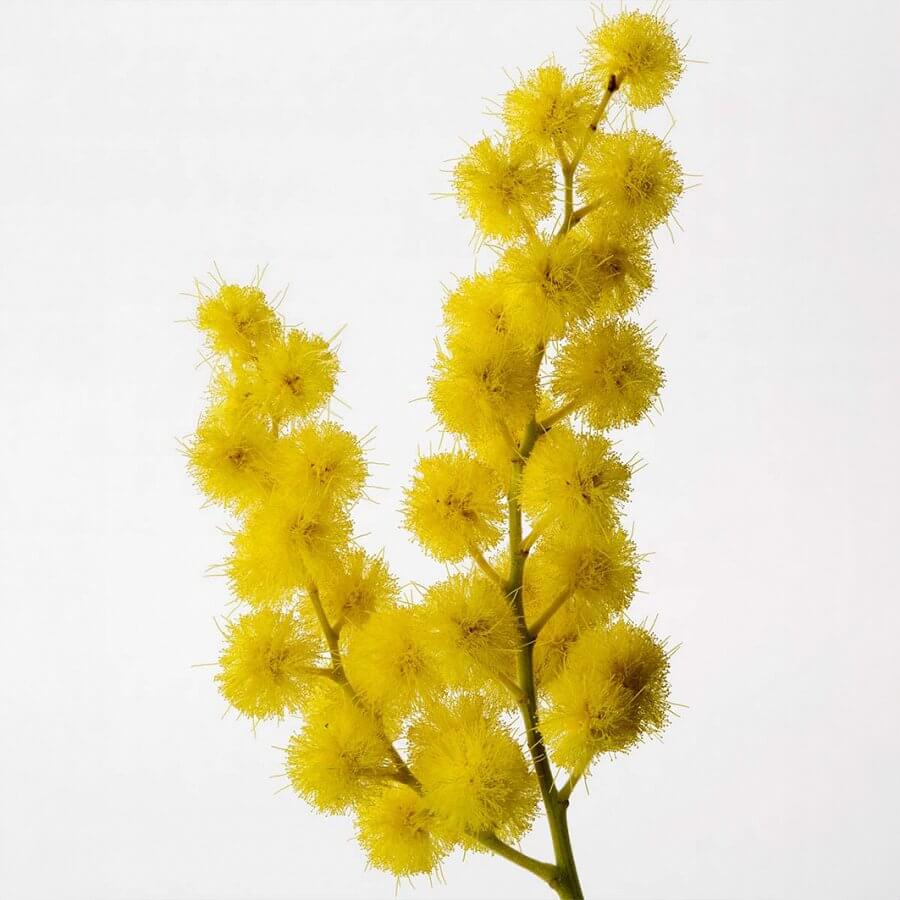 Sous Un Mimosa De Provence Eau de Toilette Intense