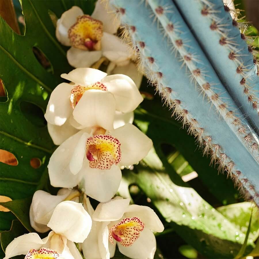 Refresco Paraiso Perfume Mist