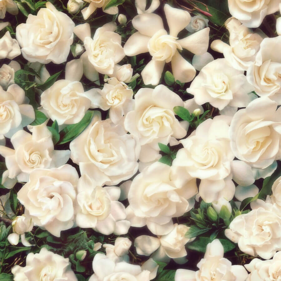 Gorgeous Gardenia Eau de Parfum