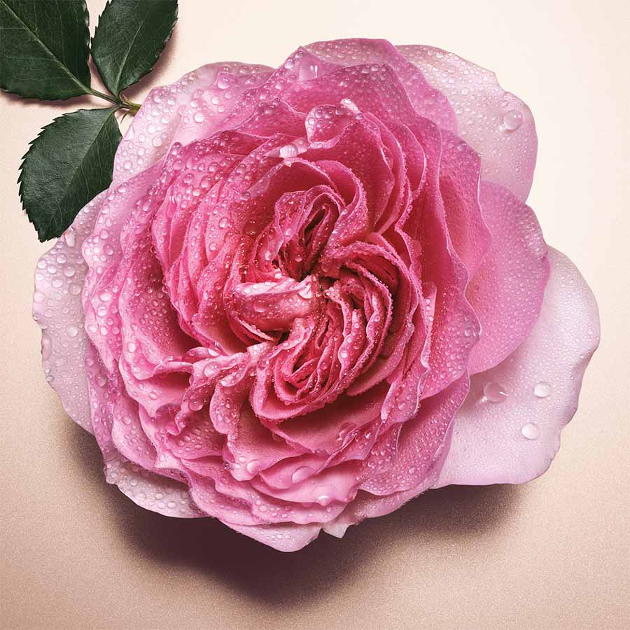 Pour Femme Absolu Eau de Parfum