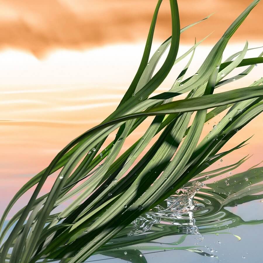 Blushing Sands Eau de Parfum