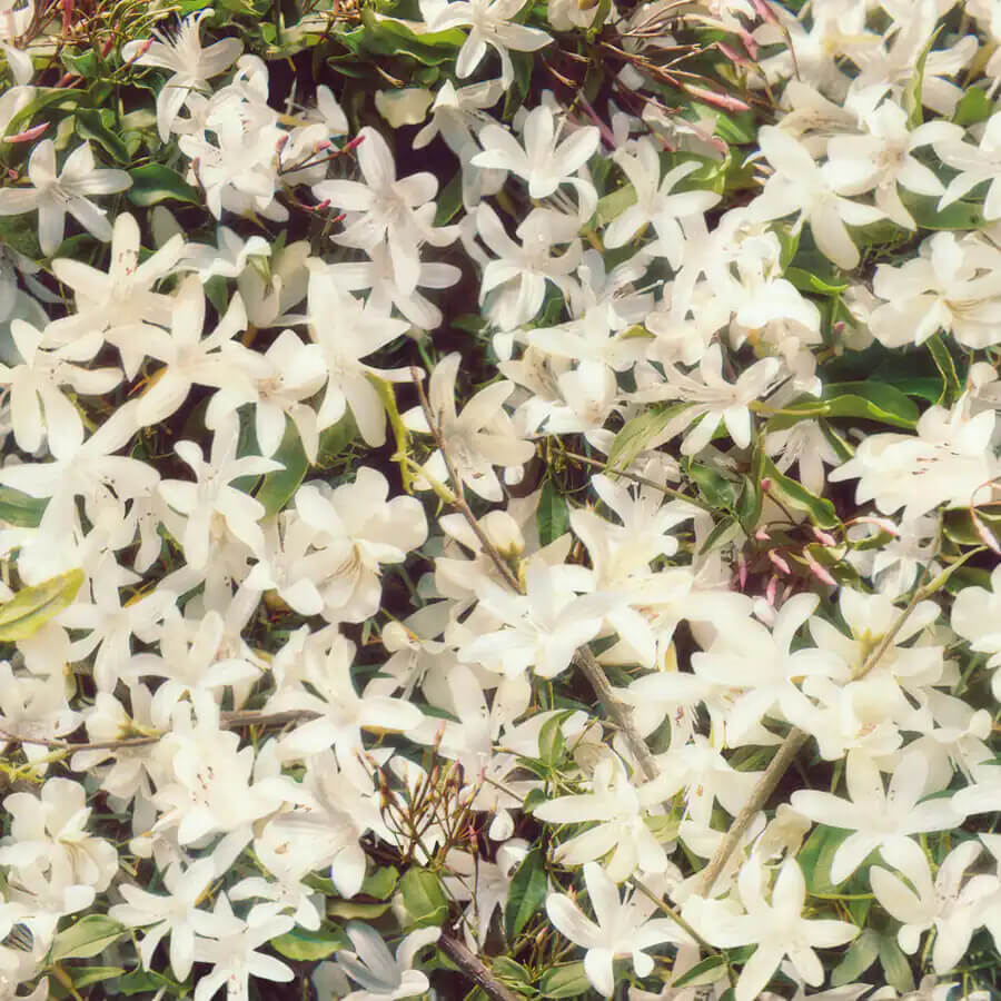 Gorgeous Gardenia Eau de Parfum