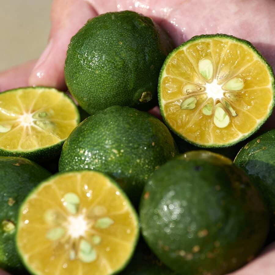 Shikulime Color Control Oil-Free Moisturizer